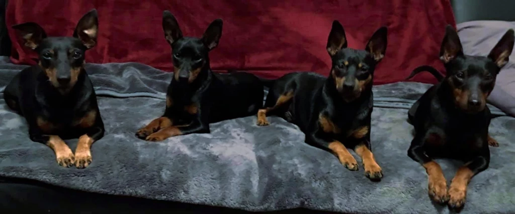 93b2ac4f-4953-4c2c-aacf-cc1766e87a8d.clarity