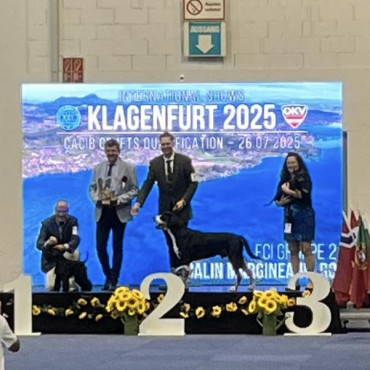 Remir, Rosso und King in Klagenfurt