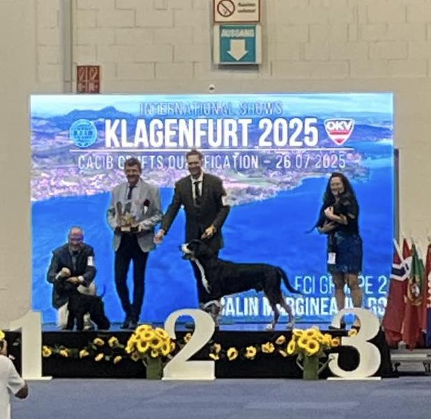 Remir, Rosso und King in Klagenfurt